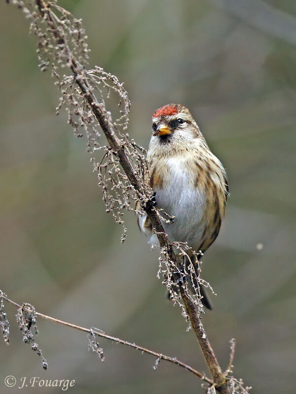 Redpoll female adult, feeding habits, eats, Behaviour