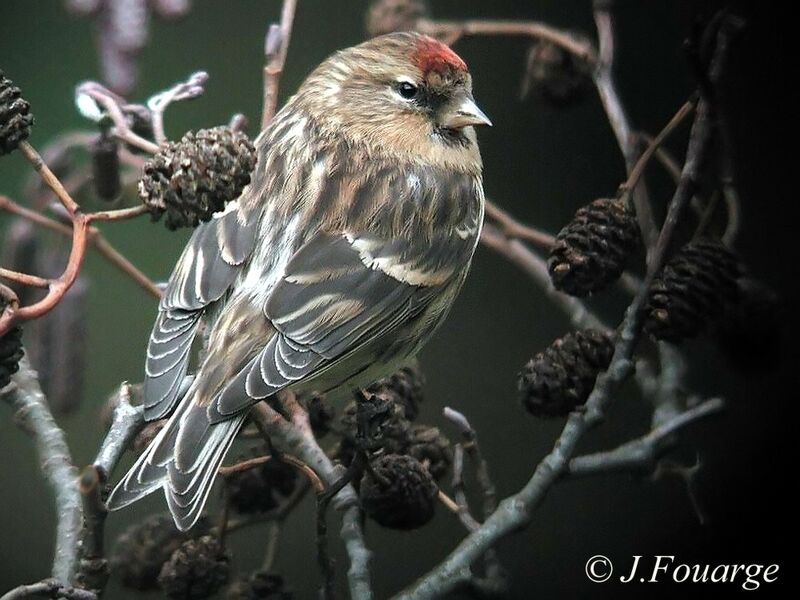 Redpoll female, identification