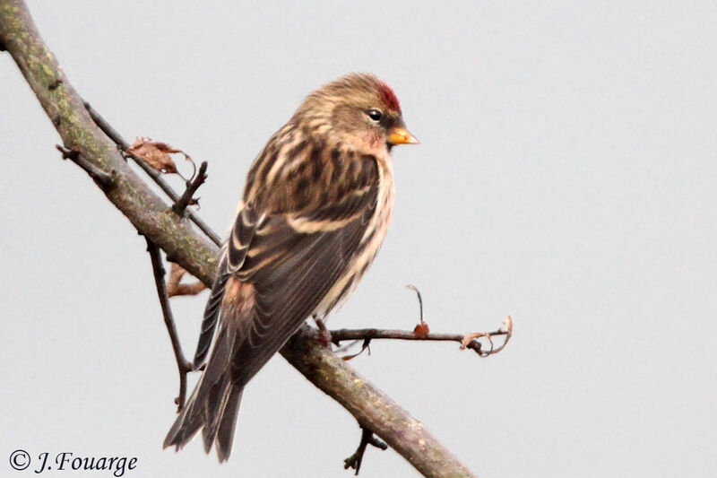 Redpoll male adult, identification