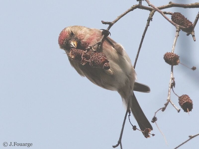 Redpoll male, feeding habits