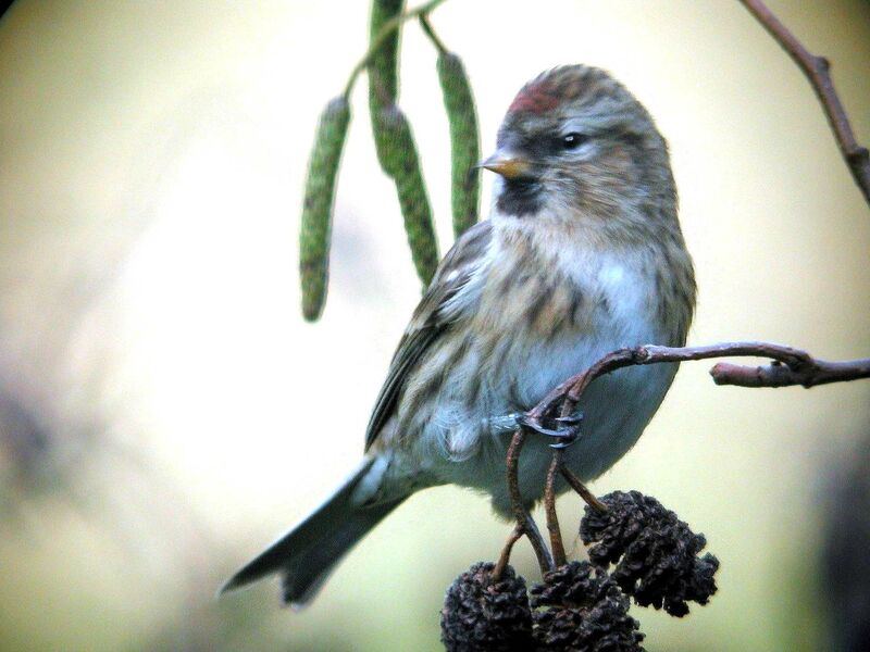 Redpoll female, identification