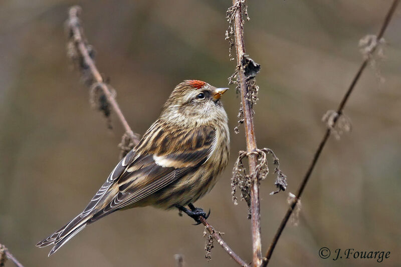 Redpoll female Second year, identification, feeding habits, Behaviour