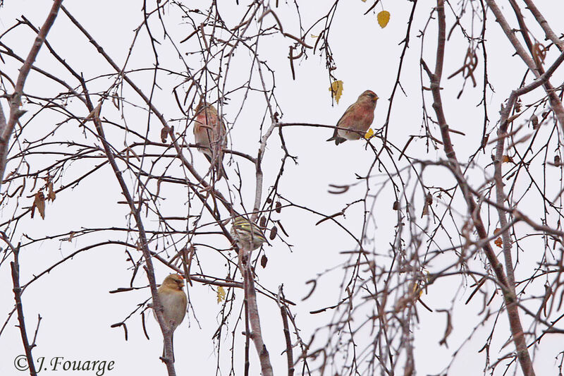 Redpoll, identification, feeding habits