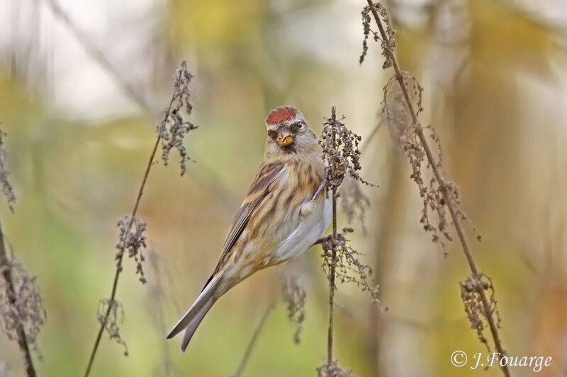 Redpoll female First year, pigmentation, feeding habits, eats