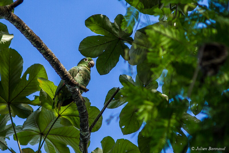 Amazone poudrée