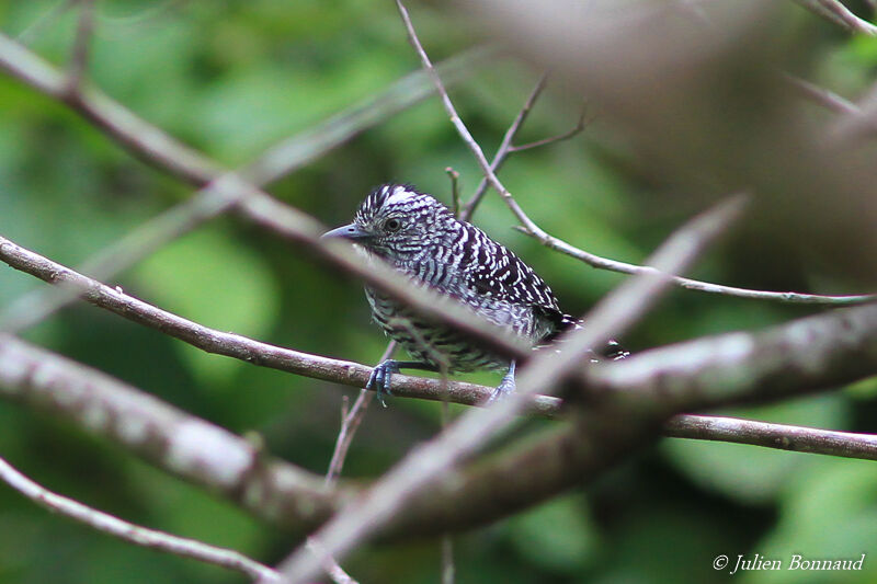 Barred Antshrike male adult