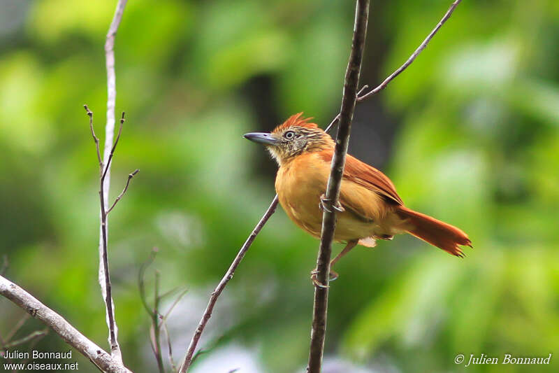 Barred Antshrike female adult, identification