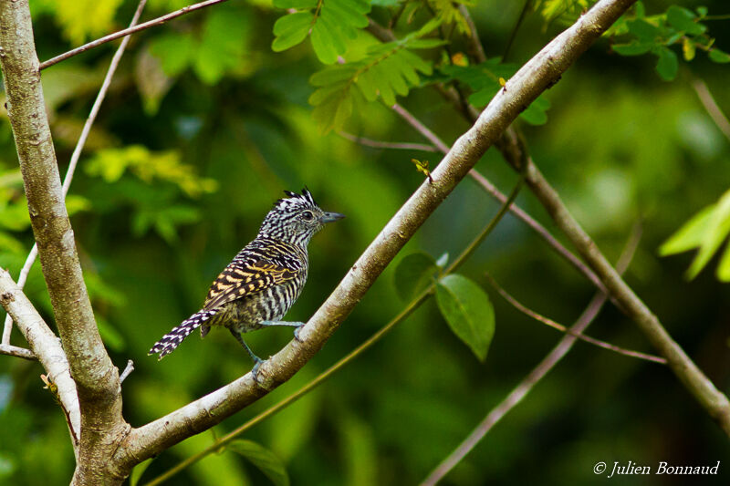 Barred Antshrike male subadult