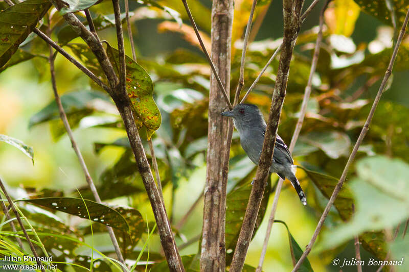 Batara tacheté mâle adulte, habitat