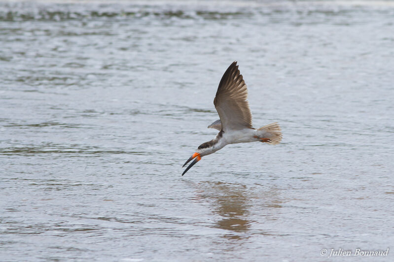 Black Skimmer