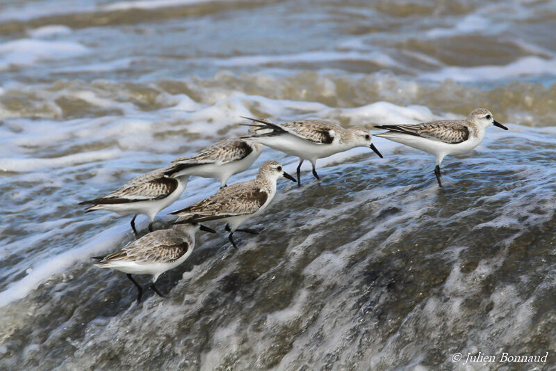 Bécasseau sanderling