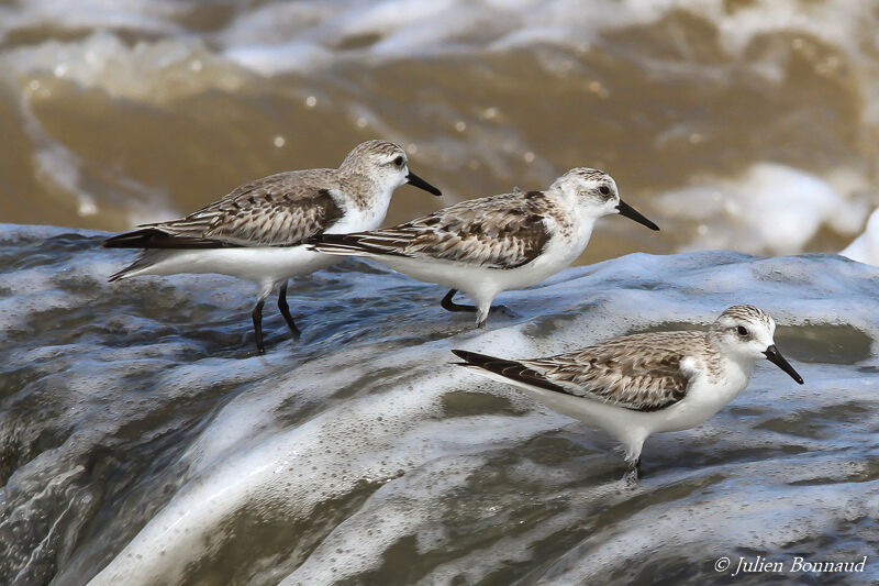 Bécasseau sanderling