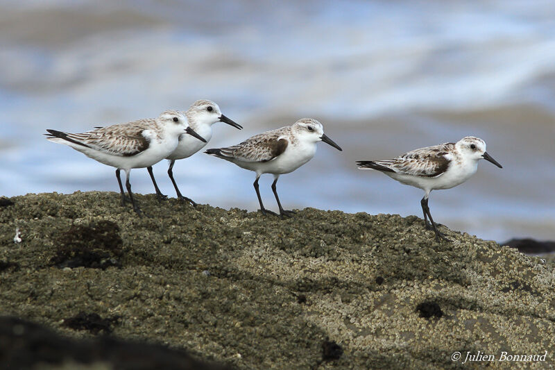 Bécasseau sanderling