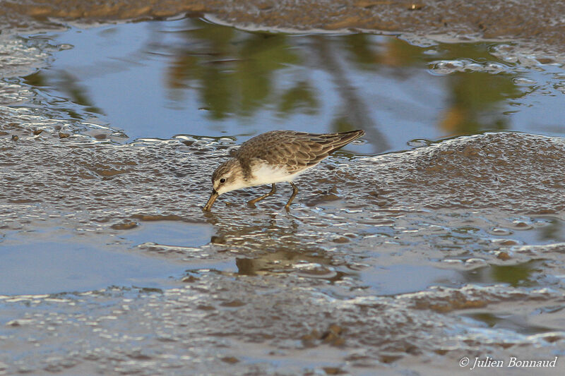 Bécasseau semipalméadulte internuptial, mange