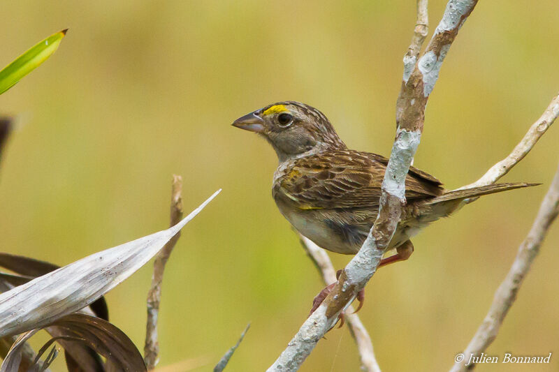 Bruant des savanes