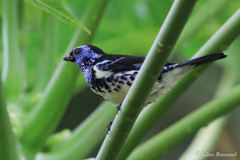 Turquoise Tanager