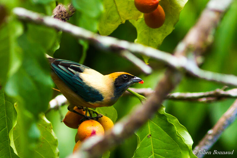 Burnished-buff Tanager