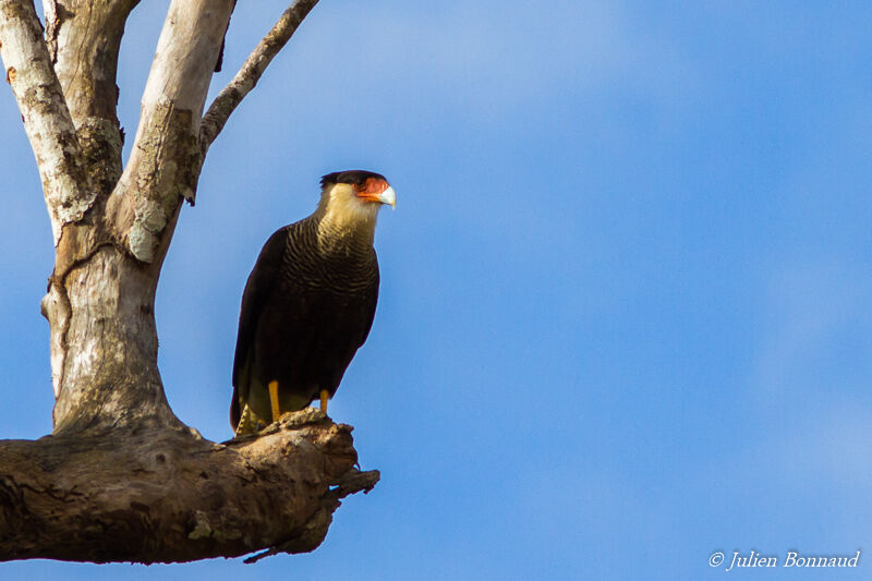 Caracara du Nord