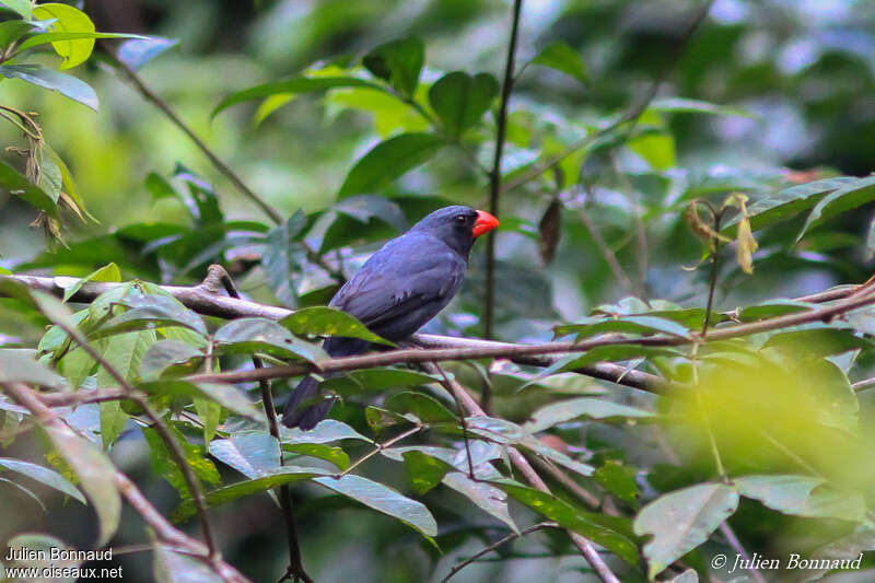 Cardinal ardoisé mâle adulte, habitat, pigmentation