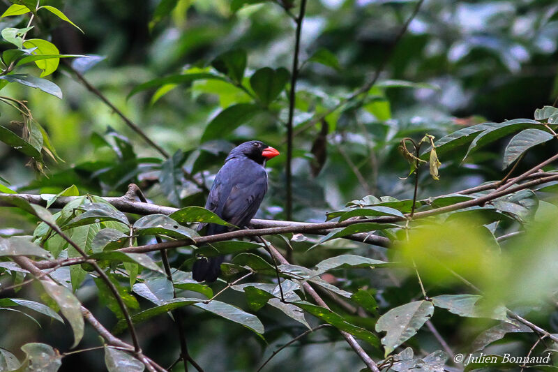 Cardinal ardoisé mâle adulte, habitat, pigmentation