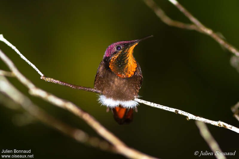 Colibri rubis-topaze mâle adulte, portrait, pigmentation