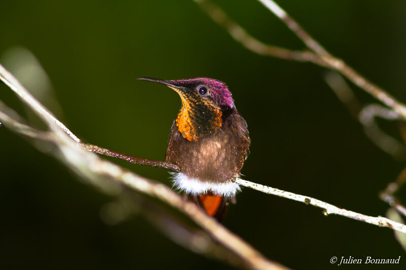 Colibri rubis-topaze mâle adulte