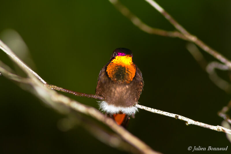 Colibri rubis-topaze mâle adulte