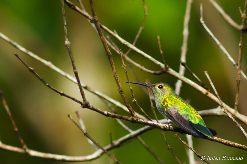 Colibri tout-vert femelle adulte