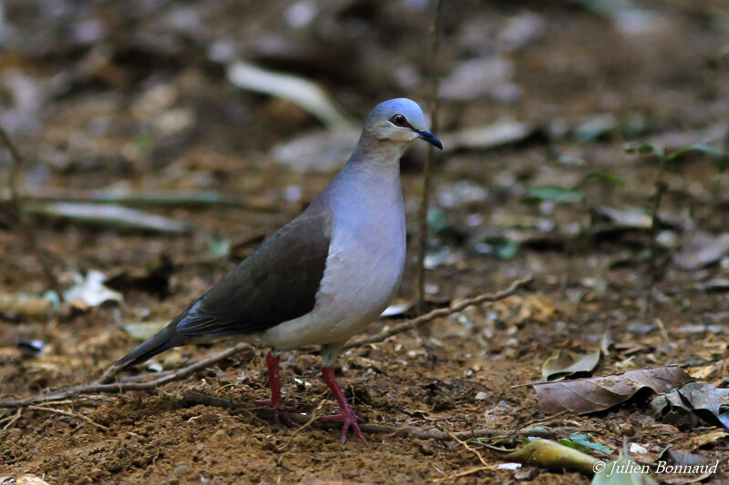 Colombe à front gris