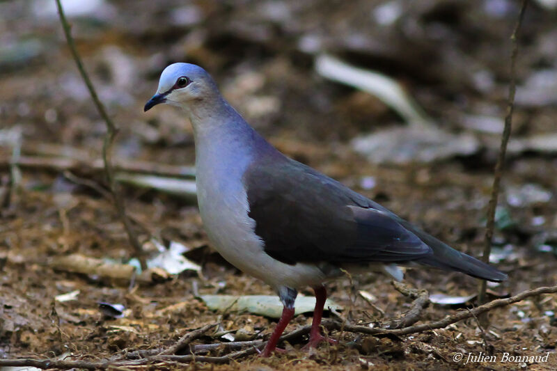 Colombe à front gris