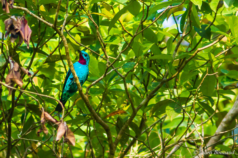 Cotinga de Cayenne mâle adulte