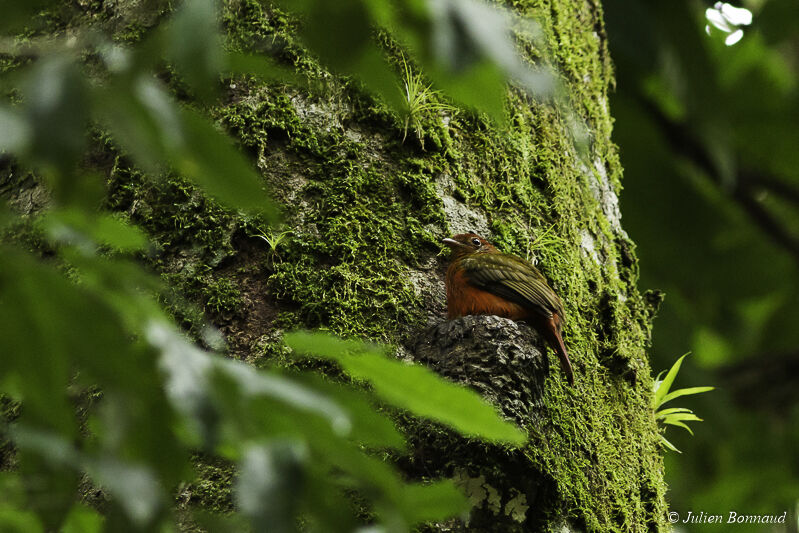 Cotinga ouette