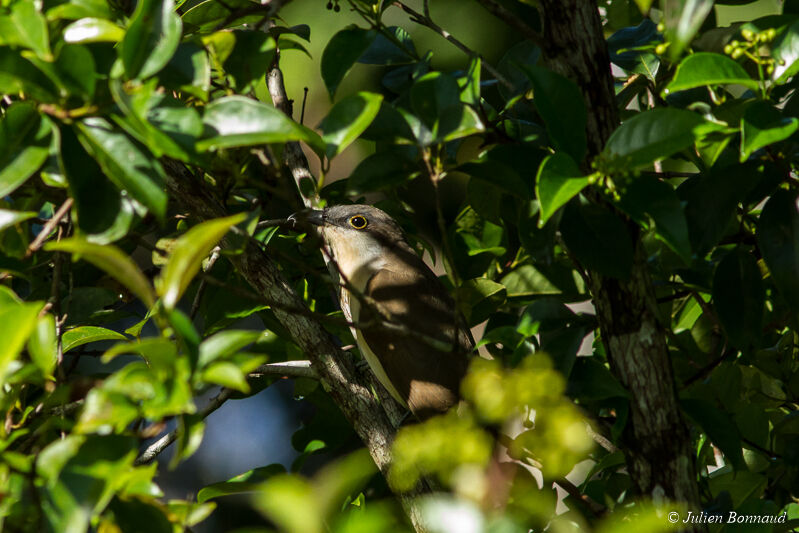 Dark-billed Cuckoo