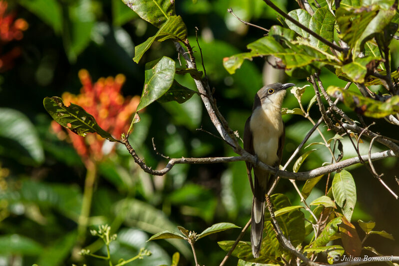 Dark-billed Cuckoo