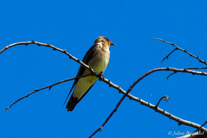 Hirondelle à gorge rousse