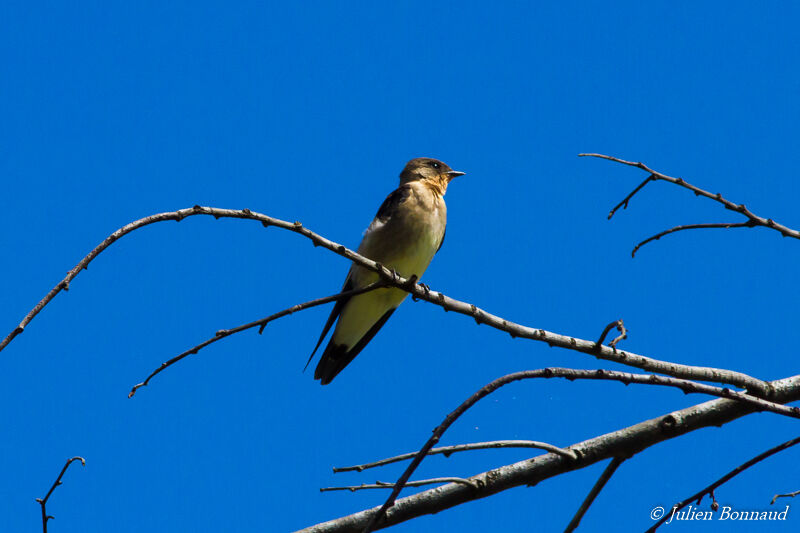 Hirondelle à gorge rousse