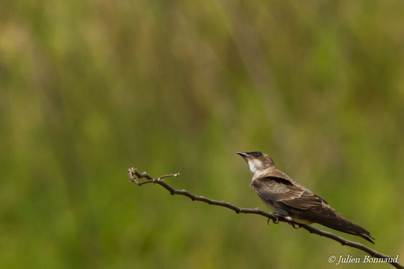 Hirondelle tapère