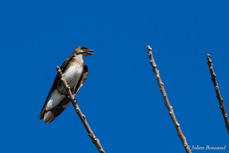 Hirondelle tapère