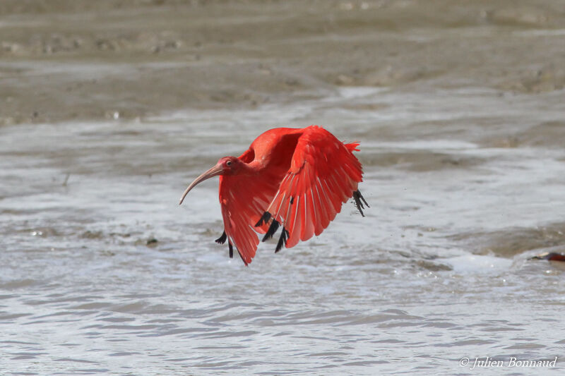 Ibis rouge