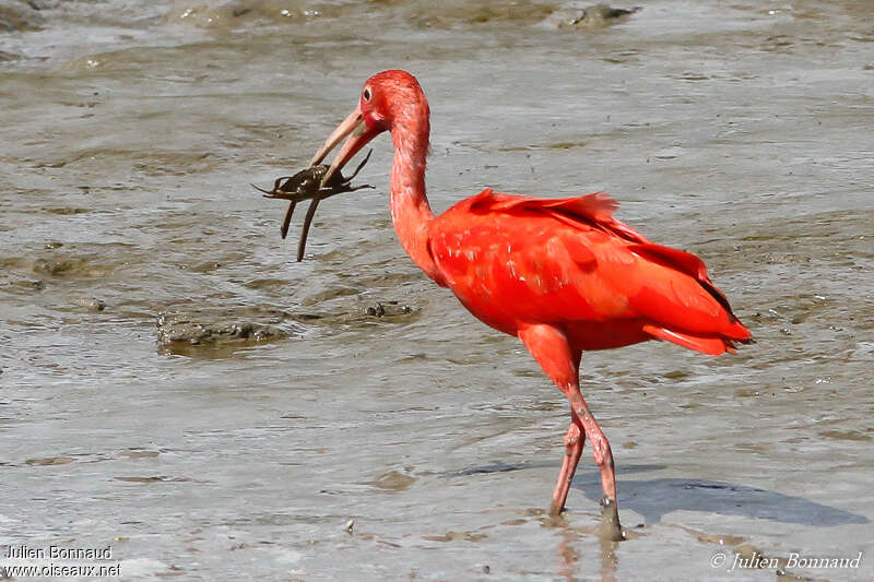 Ibis rougeadulte, régime