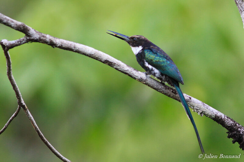 Jacamar à longue queue