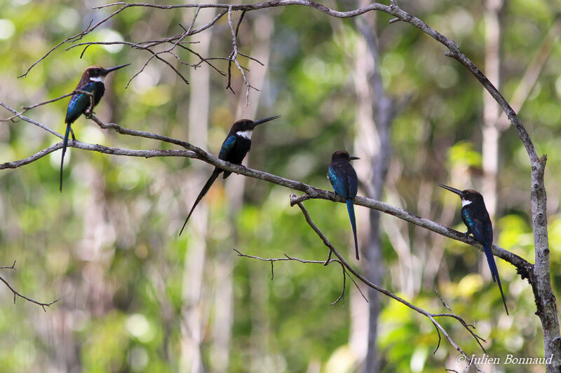 Jacamar à longue queue