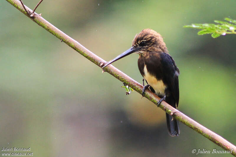 Jacamar brunadulte, identification