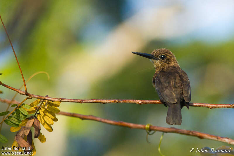 Jacamar brunadulte