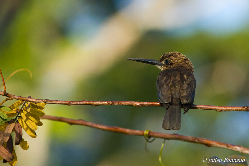 Jacamar brun