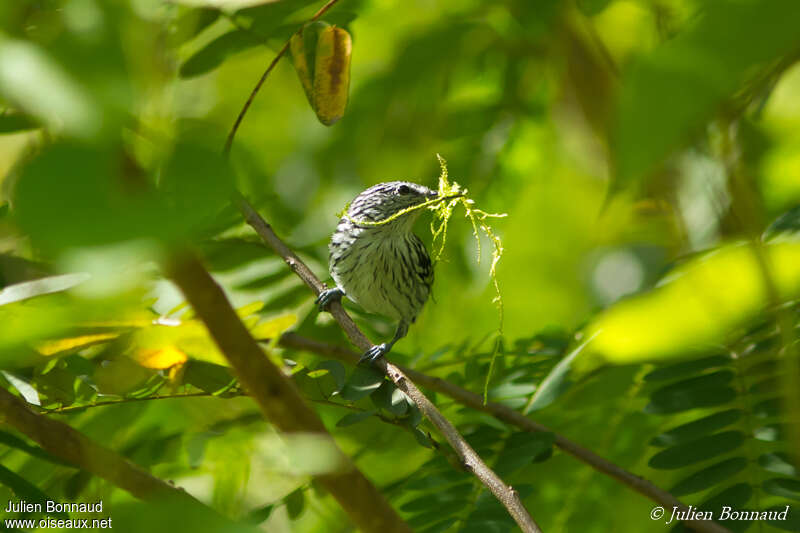 Myrmidon du Surinam mâle adulte, Nidification