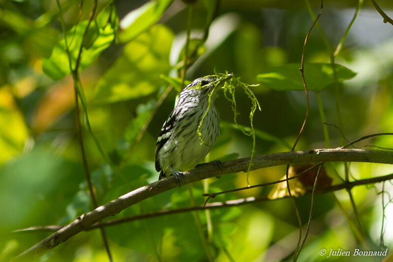 Myrmidon du Surinam mâle adulte, Nidification