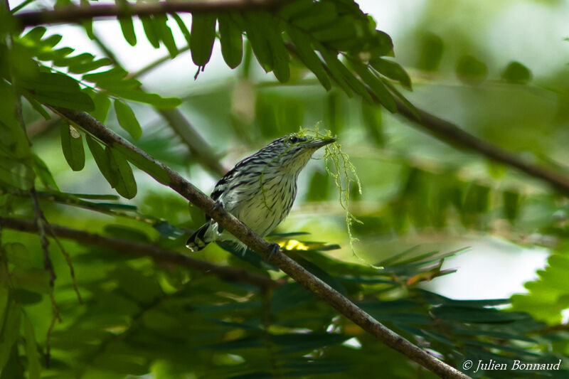 Myrmidon du Surinam mâle adulte, Nidification