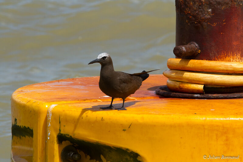 Brown Noddy