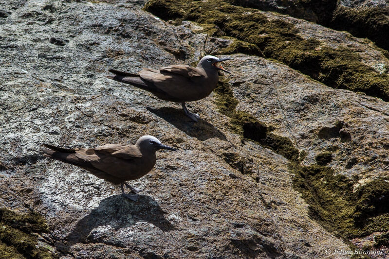 Brown Noddy